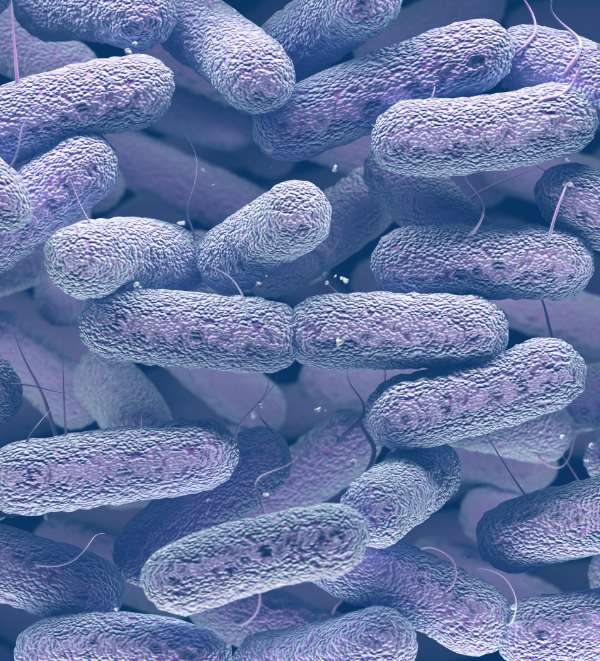 enterobacteriaceae-bacteria-family-2021-08-26-18-26-31-utc