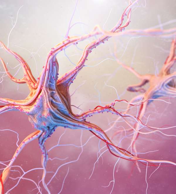 neurons-and-nervous-system-2021-08-26-15-33-01-utc