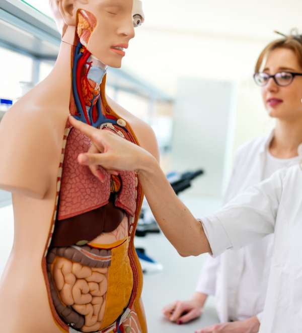 student-of-medicine-examining-model-of-human-body-2021-08-30-00-20-35-utc